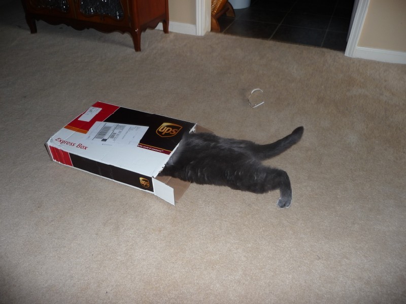 Cat in box.JPG